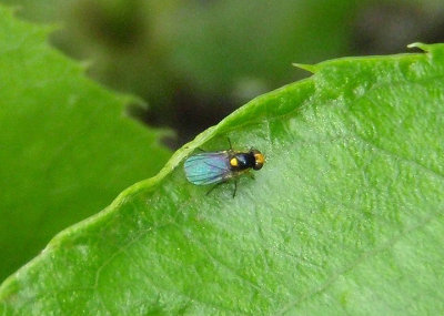 Liriomyza Leaf Miner Fly species