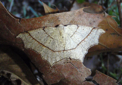 6885 - Besma quercivoraria; Oak Besma; female