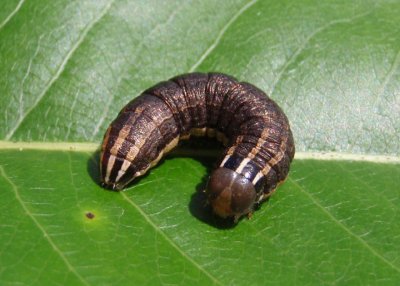 10524 - Nephelodes minians; Bronzed Cutworm