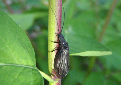 Sialis Nearctic Alderfly species