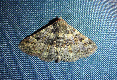 8499 - Metalectra discalis; Common Fungus Moth