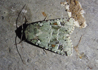 10411 - Lacinipolia laudabilis; Laudable Arches Moth
