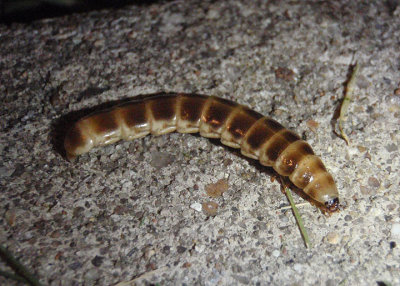 Phengodes Glowworm Beetle species larva