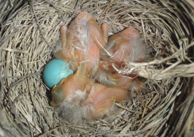 American Robins; fledglings