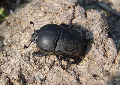 Geotrupes opacus; Opaque Earth Boring Beetle