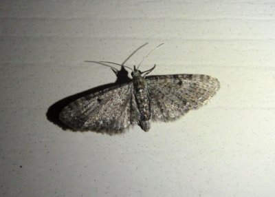 7474 - Eupithecia miserulata; Common Eupithecia