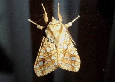 8211 - Lophocampa caryae; Hickory Tussock Moth