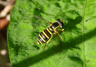 Xanthogramma flavipes; Syrphid Fly species; female