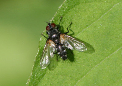 Tachinomyia Tachinid Fly species
