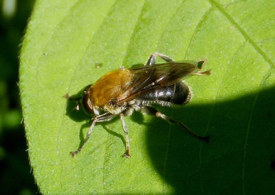 Pterallastes thoracicus; Syrphid Fly species