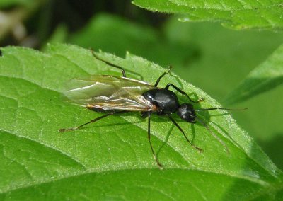 Camponotus Carpenter Ant species