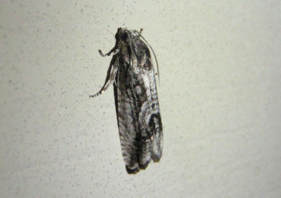 3464 - Cydia lacustrina; Tortricid Moth species