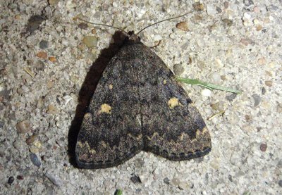 8323 - Idia aemula; Common Idia