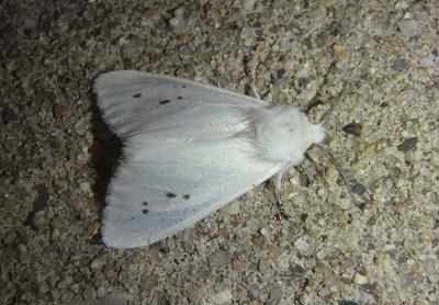 8140 - Hyphantria cunea; Fall Webworm Moth