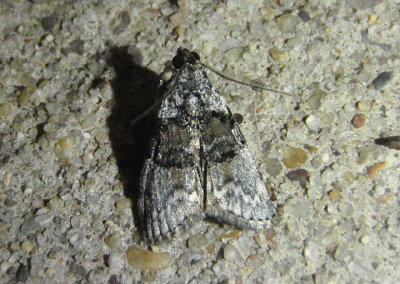 5605 - Pococera aplastella; Aspen Webworm Moth