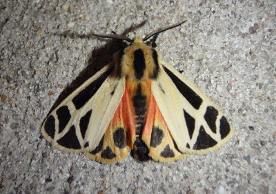 8171 - Apantesis nais; Nais Tiger Moth