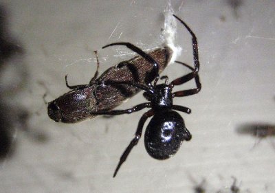 Steatoda grossa; False Black Widow; female