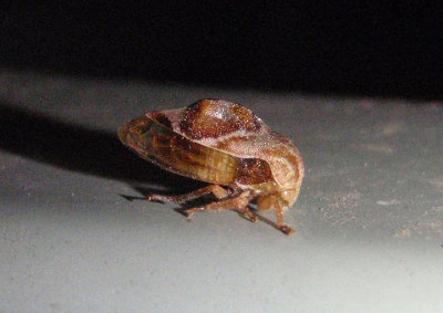 Cyrtolobus muticus; Treehopper species