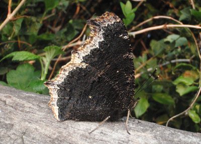 Nymphalis antiopa; Mourning Cloak