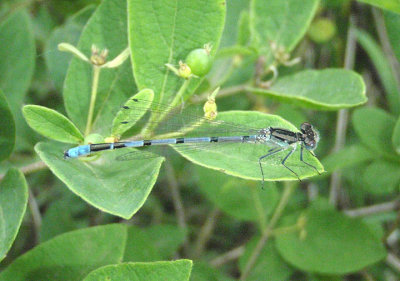 Enallagma annexum; Northern Bluet; male