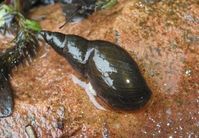 Lymnaea stagnalis; Great Pond Snail 