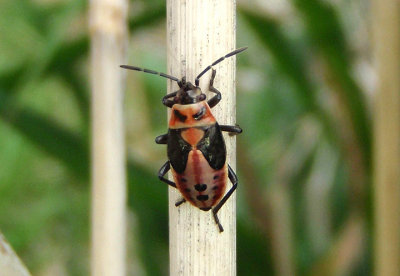 Lygaeus kalmii; Small Milkweed Bug nymph
