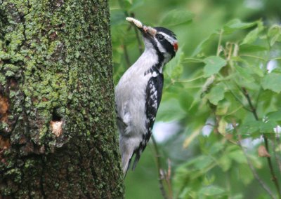 Hairy Woodpecker; male
