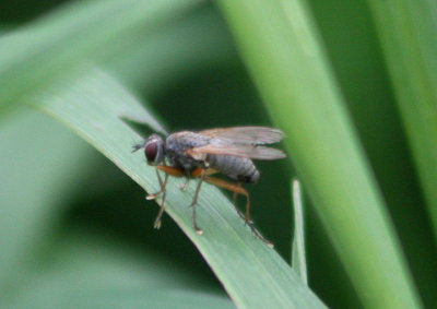 Coenosia Tiger Fly species