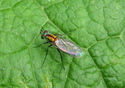 Dolichopus Long-legged Fly species