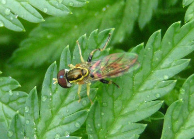 Toxomerus geminatus; Syrphid Fly species