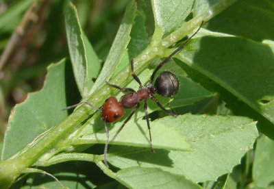 Formica obscuripes; Thatching Ant