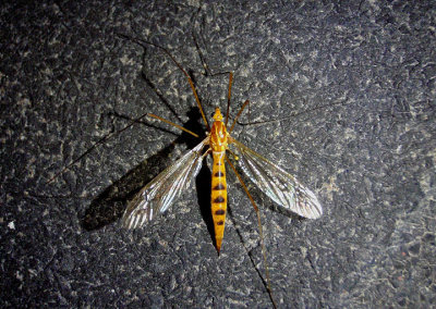 Nephrotoma ferruginea; Tiger Crane Fly species; female