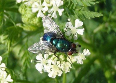 Gymnocheta Tachinid Fly species