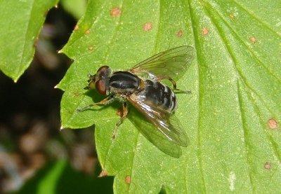 Anasimyia Syrphid Fly species