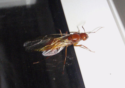 Camponotus castaneus; Carpenter Ant species; female