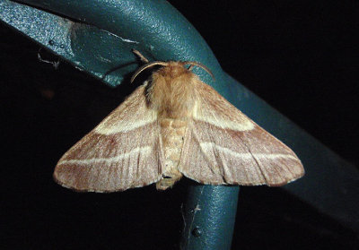 7701 - Malacosoma americanum; Eastern Tent Caterpillar Moth