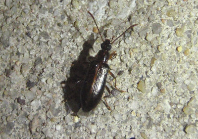 Statira Darkling Beetle species