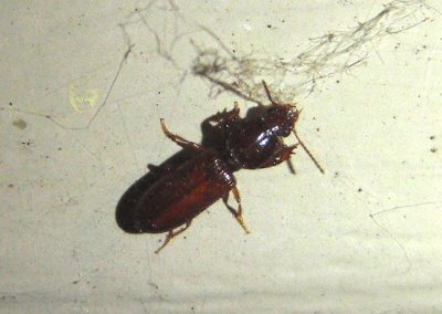 Clivina Ground Beetle species