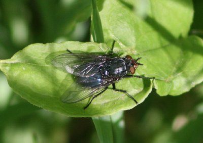 Calliphora vicina; Blue Blowfly