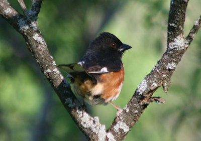 Eastern Towhee; male