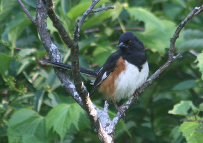 Eastern Towhee; male