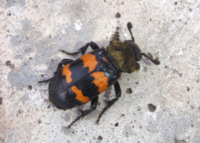 Nicrophorus tomentosus; Tomentose Burying Beetle