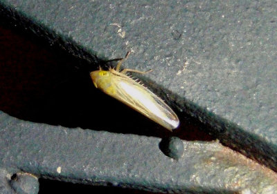 Elymana inornata; Leafhopper species