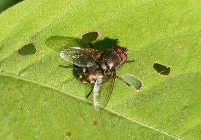 Pollenia Cluster Fly species