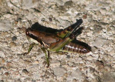 Melanoplus viridipes complex; Green-legged Grasshopper; female