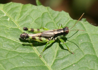 Melanoplus viridipes complex; Green-legged Grasshopper; male