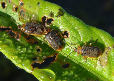 Galerucella nymphaeae; Water-lily Beetles