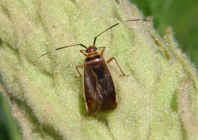 Adelphocoris rapidus; Rapid Plant Bug