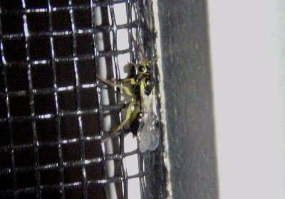 Tryphoninae Ichnuemon Wasp species