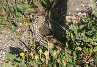 Pine Siskin